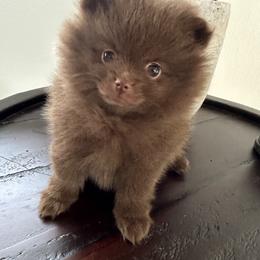 Pomeranian Puppies from Mendocino Pomeranians