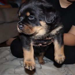 Rottweiler Puppies from AK Rotts