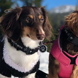 Dachshunds from Darling Dachshunds