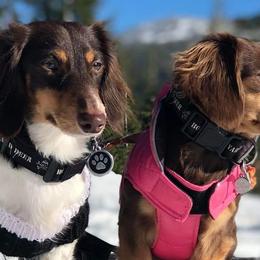 Dachshunds from Darling Dachshunds