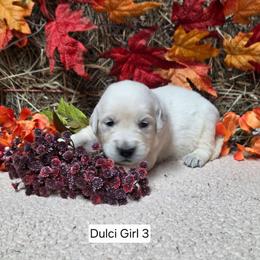 Dulci girl 3 - Light golden female Golden Retriever puppy in Niles, Michigan from Composer Goldens