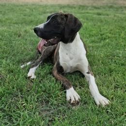 Brittany - Brindle female Great Dane puppy in Cunningham, Kansas from Garden Grove Great Danes