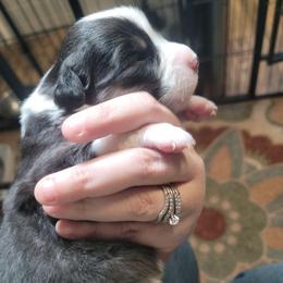Natasha - Black tri-color female Australian Shepherd puppy in Trout Run, Pennsylvania from Rose Valley Aussies