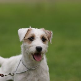 Jewel - Jack Russell Terrier