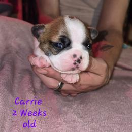 Carrie - Red female Boston Terrier puppy in Colorado Springs, Colorado from M&Bs Boston Terriers