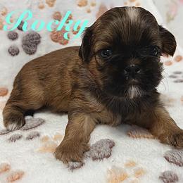 Rocky - Red male Shih Tzu puppy in Hemet, California from Aloha Shih Tzu