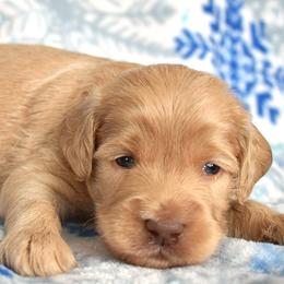 Aslan - Apricot male Goldendoodle puppy in Macedon, New York from Toodles Goldendoodles