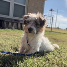 Willie, EJRTCA, 600 - Tri-color male Russell Terrier puppy in Anson, Texas from Allie’s Small Town Jacks