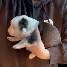 Black and White Panda Female - Panda female German Shepherd puppy in Tafton, Pennsylvania from Pocono GSD