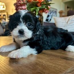 Pixy - Black and white female Shichon puppy in Seymour, Tennessee from Mel’s Teddy Bear Puppies