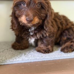 Bambi Rose - Dachshund
