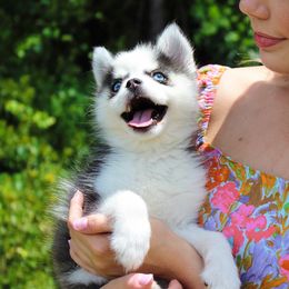 Pomsky Puppies from Palm Tree Pomskies