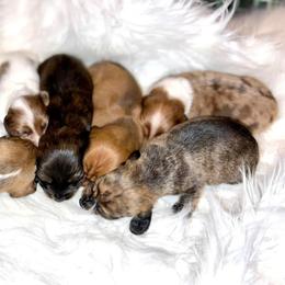 Dachshund Puppies from Desert Horizon Dachshunds