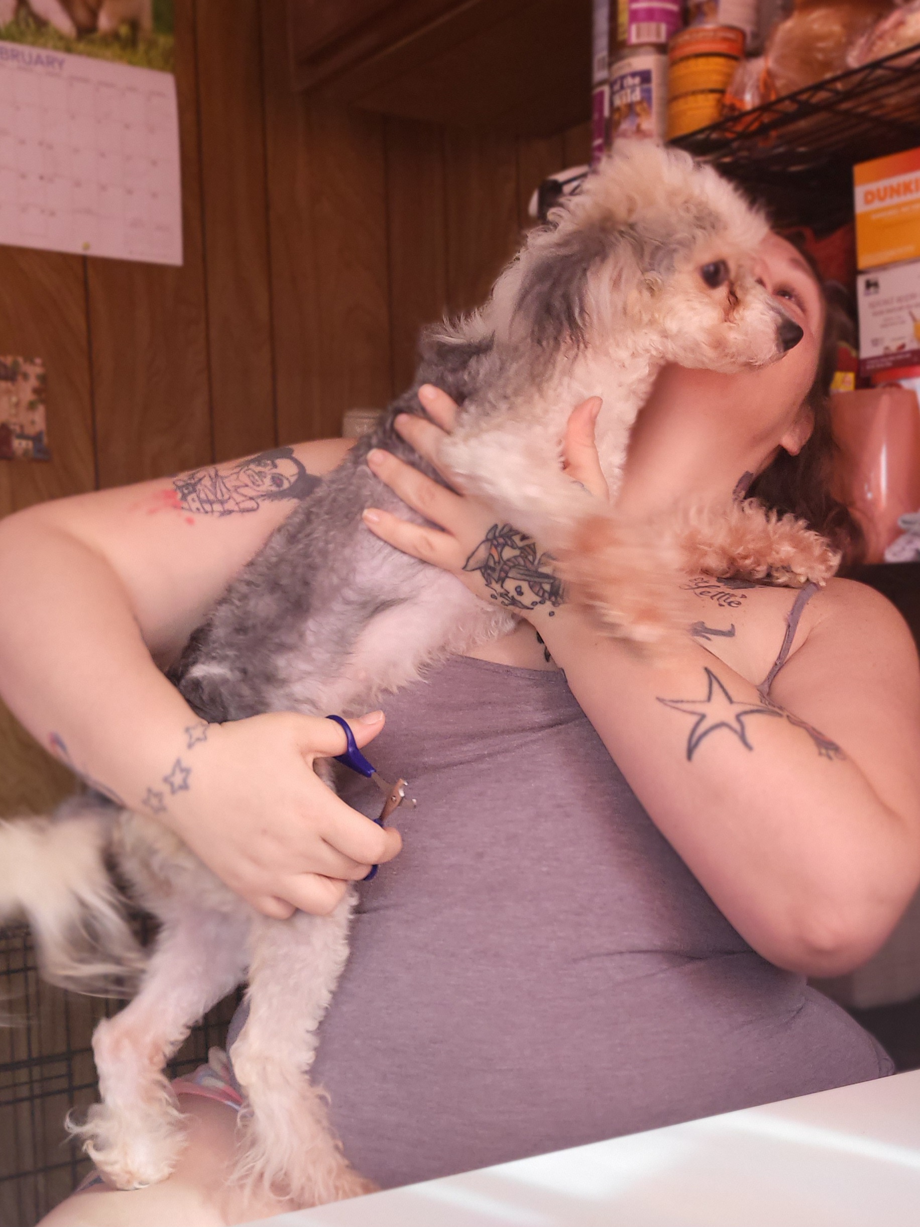 Chinese Crested and Shih Tzu All Grown Up from Wuppie Tree House