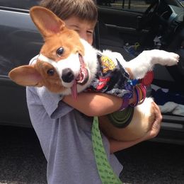 Australian Cattle Dog and Pembroke Welsh Corgi Puppies from Heelers in Texas