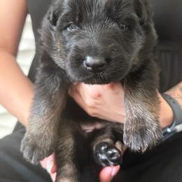 Blue collar - Bi-color male German Shepherd puppy in Anderson, South Carolina from StaFra German Shepherd Dogs