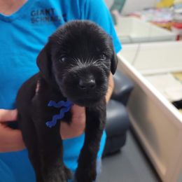 Giant Schnauzer Puppies from Giant Strides Giants