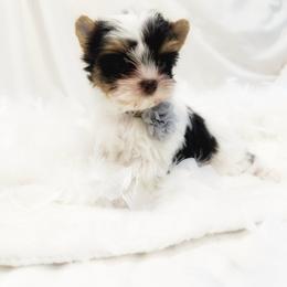 Love bug - Parti male Yorkshire Terrier puppy in Azle, Texas from Texas Star Unique Yorkies