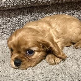 Pink collar - Ruby female Cavalier King Charles Spaniel puppy in Texas from Meyer's Cavalier