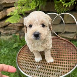 Snow - Apricot male Goldendoodle puppy in Cherry Tree, Pennsylvania from Plum Creek Acres Next Generation