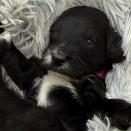 Ariel - Black female Goldendoodle puppy in Hayden, Alabama from Agape Southern Farms