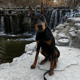 Doberman Pinscher puppies from Tx Pups