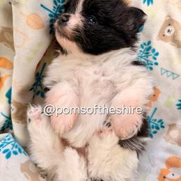 Balin - Black parti male Pomeranian puppy in Boca Raton, Florida from Poms of The Shire