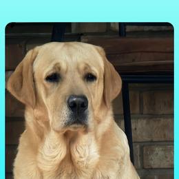 Famous - Labrador Retriever