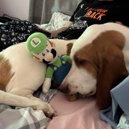 Hanna - Basset Hound