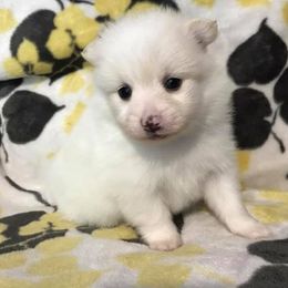 Pomeranian Puppies from Lovely Poms - Houston Pomeranians