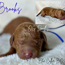 Brooks - Red  male Goldendoodle puppy in Cleveland, Georgia from The O.G. Doodles