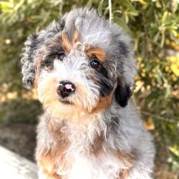 Maggie - Blue merle female Bernedoodle puppy in Vacaville, California from Starlight Goldendoodles