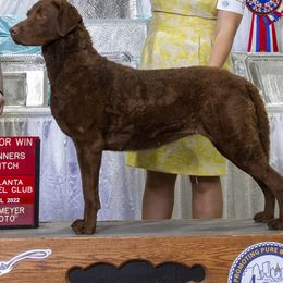Australian Terriers, Chesapeake Bay Retrievers, and Golden Retrievers from Breezeswept Kennel