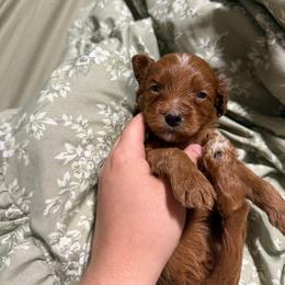 Crush - Red male Cavapoo puppy in Fort Worth, Texas from Aloha Paradise Poodles LLC