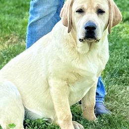 French Bulldogs and Labrador Retrievers from Summer Rose