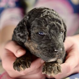 Ivy - Phantom female Poodle puppy in Grimsley, Tennessee from Above Standard Poodles