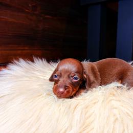 Lainey - Chocolate and tan female Dachshund puppy in Washburn, Tennessee from Clinch Mountain Dachshunds
