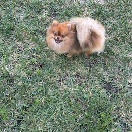Faith - Chocolate sable female Pomeranian puppy in North Fort Myets, Florida from ColorMe Pomeranians