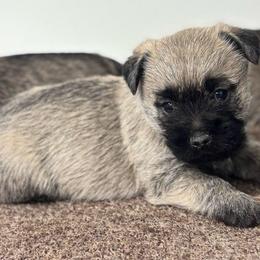 Mitch - Cream male Cairn Terrier puppy in Mountain Grove, Missouri from CreekTop