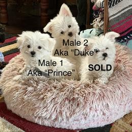 Maltese Puppies from Ayres to Heirs Puppy Co.