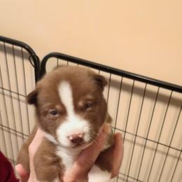 Siberian Husky Puppies from Johnson huskies