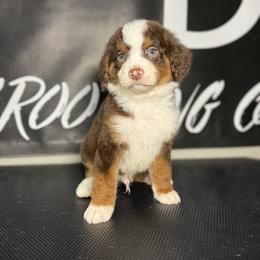 BROWNING - Tri-color male Bernedoodle puppy in Corpus Christi, Texas from The Henke Doodles