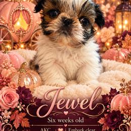 Jewel - Brindle and white female Shih Tzu puppy in Dallas, Texas from Almost Heaven Shih Tzu