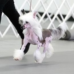Taylor - Chinese Crested