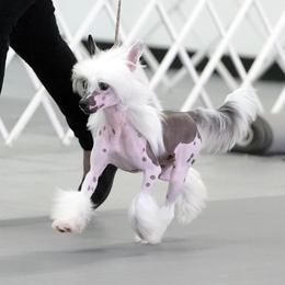 Taylor - Chinese Crested