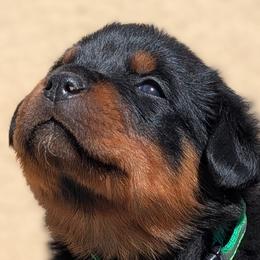 Rottweilers from Von Brennan kennels