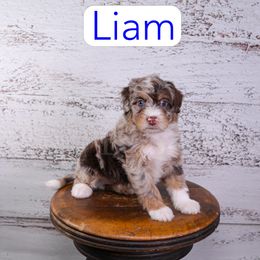 Liam - Red merle male Assorted Doodle Crosses puppy in Calhoun, Georgia from Happy Top Doodles