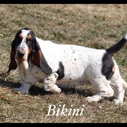 Bikini - Basset Hound