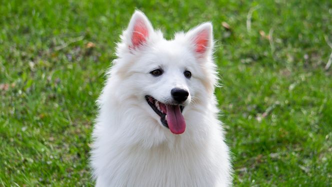 American Eskimo Dog