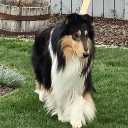 Collies from Aura Island